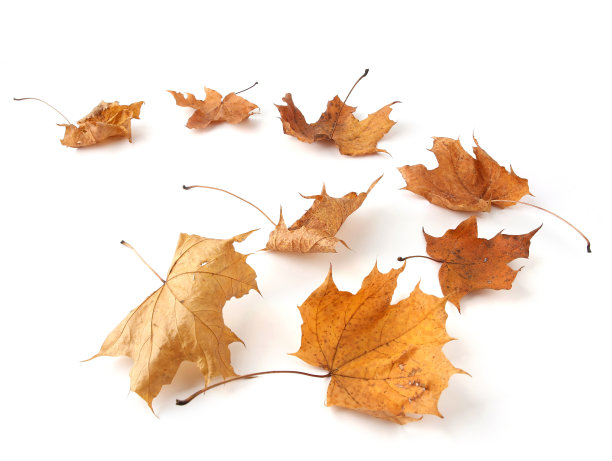 干燥的枫叶被孤立在白色的背景上。图片下载