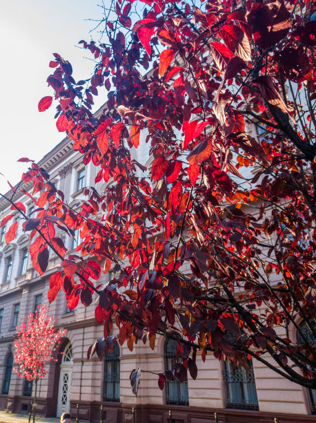 美丽的秋天树与红叶背景的城市商业中心图片下载