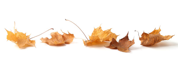干燥的枫叶被孤立在白色的背景上。图片下载
