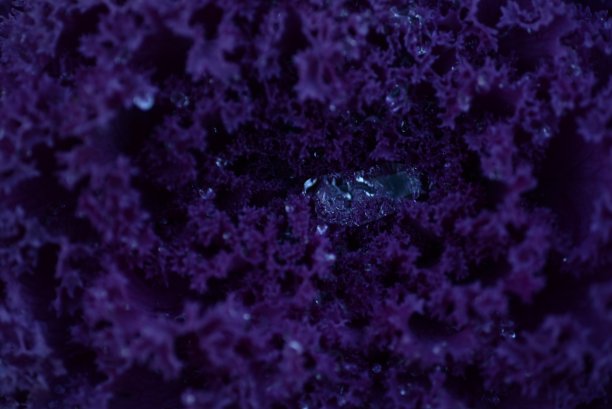 高质量照片微距摄影渐变白色绿色观赏甘蓝头紫十字花科装饰雕刻白菜叶，海报，横幅特写图片下载