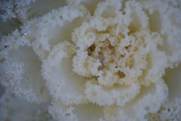 高质量照片微距摄影渐变白色绿色观赏甘蓝头紫十字花科装饰雕刻白菜叶，海报，横幅特写图片下载