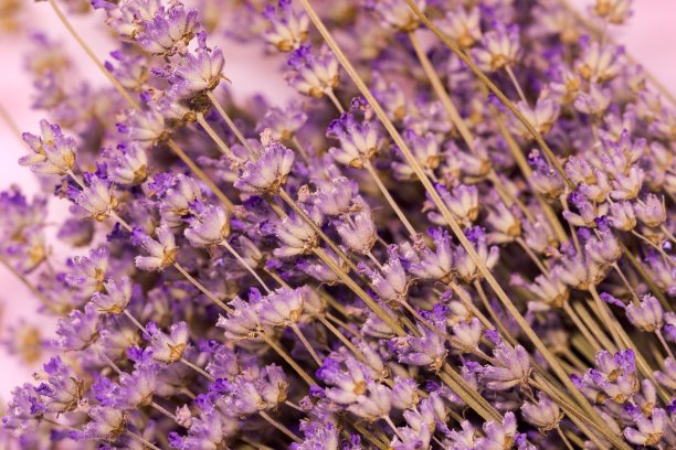 薰衣草为桌面，薰衣草为背景。图片下载