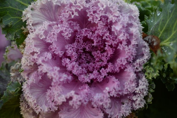 高质量照片微距摄影渐变白色绿色观赏甘蓝头紫十字花科装饰雕刻白菜叶，海报，横幅特写图片下载