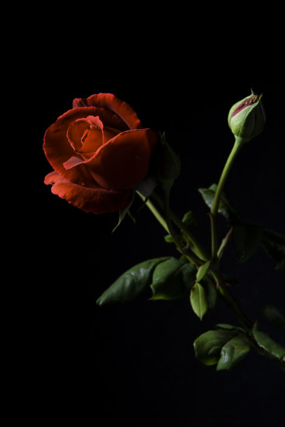 黑底红玫瑰图片下载