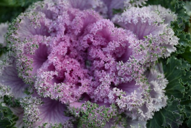 高质量照片微距摄影渐变白色绿色观赏甘蓝头紫十字花科装饰雕刻白菜叶，海报，横幅特写图片下载