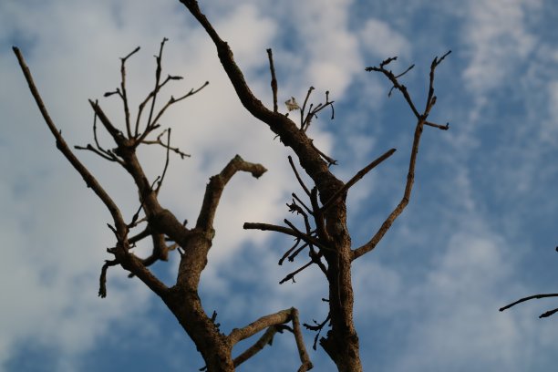 一个树枝图片下载