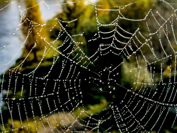 蜘蛛网上的晨露。图片下载