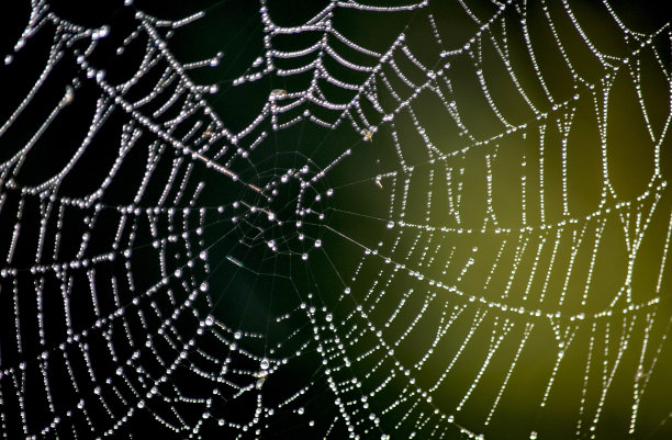 蜘蛛网上的晨露。图片下载