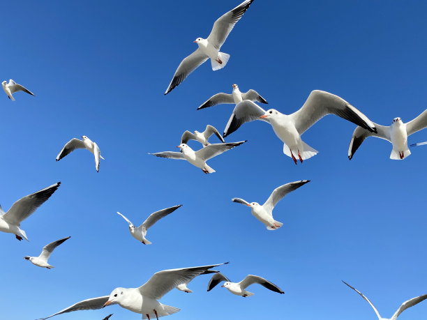 迎着蓝天飞翔的海鱼展开翅膀飞翔图片下载