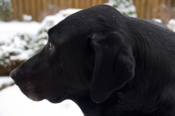 一个冬季的黑色拉布拉多特写图片下载