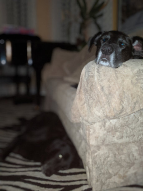 一只黑色拉布拉多犬和一只大丹犬睡在沙发旁边图片下载