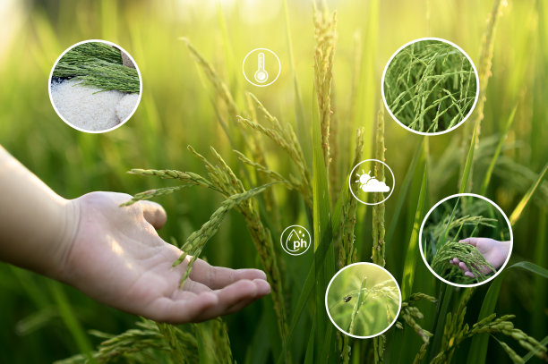 智慧农场、农业技术与有机农业图片下载