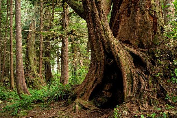 BC省托菲诺附近的环太平洋国家公园图片下载
