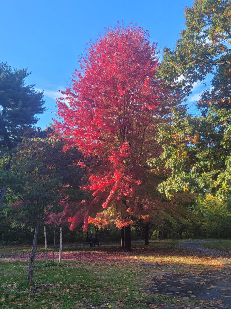 大红枫树图片下载