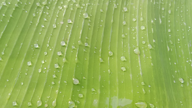 雨点溅在芭蕉叶上图片下载