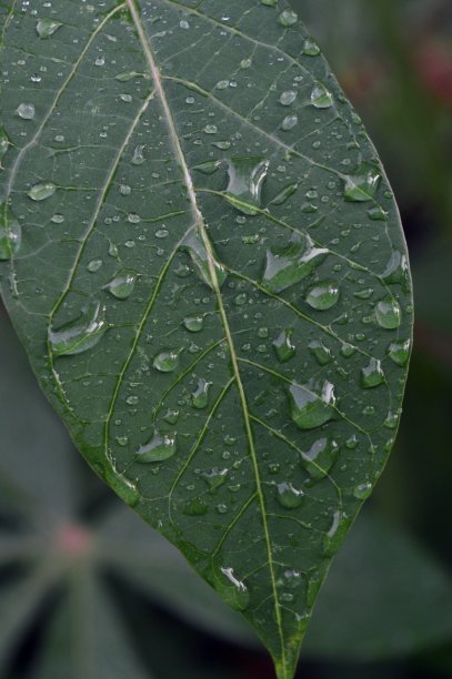 早晨，绿色的木薯叶子上有雨滴图片下载
