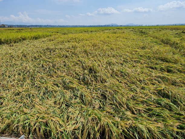 稻谷被龙卷风刮倒了图片下载