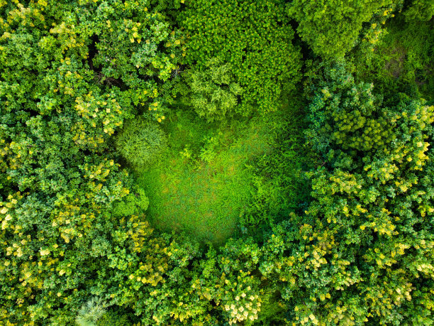 鸟瞰种植树木或茂密的雨林与阳光在美丽的日出在春天。漂亮的农业花园。培养业务。自然景观背景。图片下载