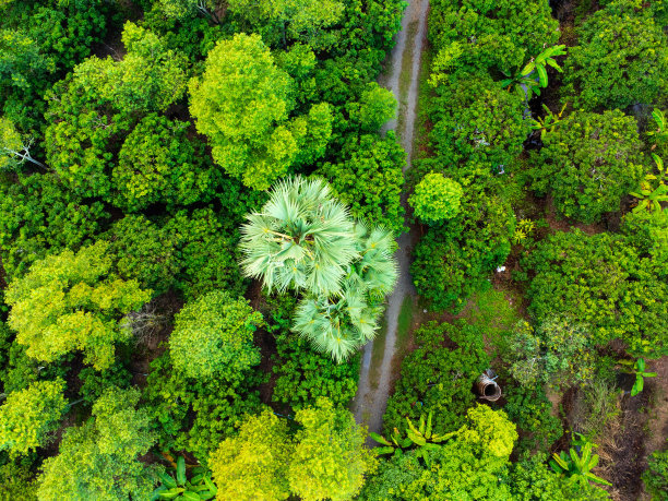鸟瞰种植树木或茂密的雨林与阳光在美丽的日出在春天。漂亮的农业花园。培养业务。自然景观背景。图片下载