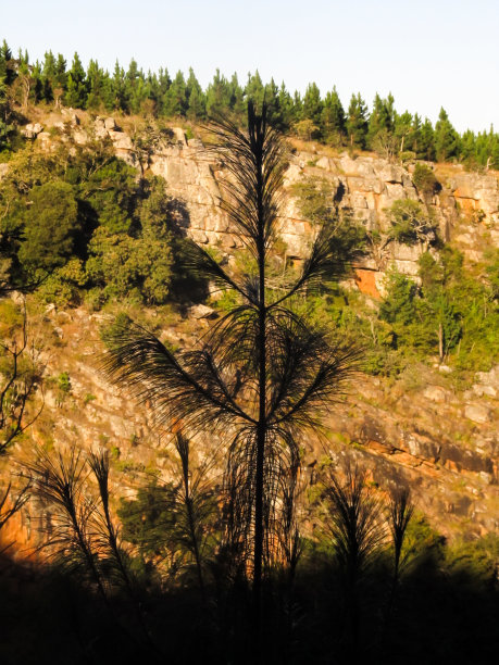 在清晨的阳光下，商业种植园边缘的一棵松树的剪影，背景是南非卡普切胡普悬崖。图片下载