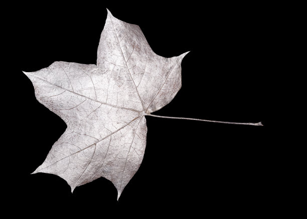 银色的叶子孤立在黑色的背景上图片下载
