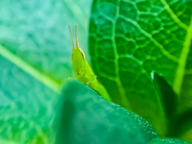 蚱蜢是一群昆虫，属于蚱蜢亚目图片下载