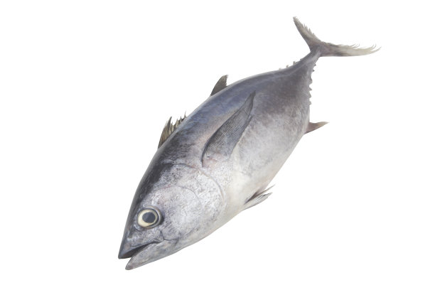 白色背景下的金枪鱼图片下载