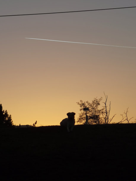 坐着的流浪狗，夕阳下的轮廓。图片下载