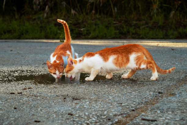 希腊无家可归的白红色小猫咪在路上的水坑里喝水。Moraitika,科孚岛。高质量的照片图片下载