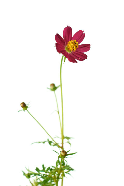 离生在白色上的红色coreopsis或ticseed花图片下载