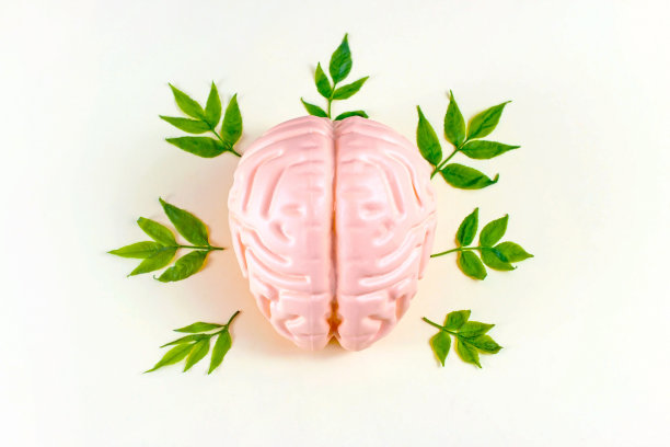 在光背景上有绿叶的人脑。心理健康、生态智能、天然植物疗法用药理念图片下载