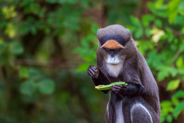 一只De Brazza家的猴子在吃东西图片下载