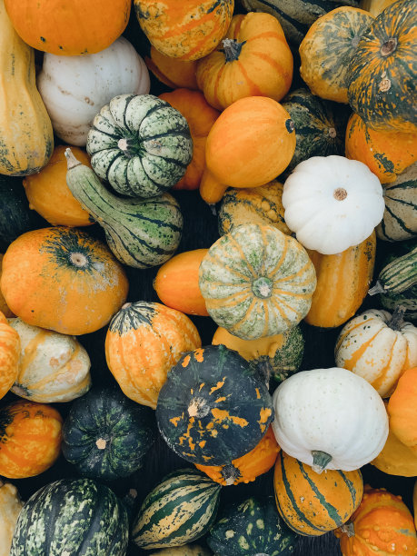 彩色南瓜的特写。秋收，生鲜农家蔬菜图片下载