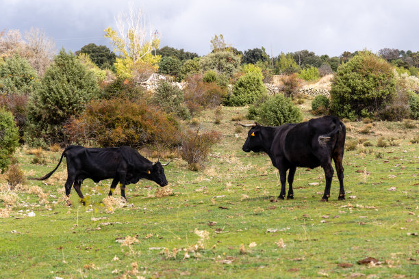 在西班牙马德里瓜德拉拉马山区的科菲奥河附近吃草的奶牛图片下载
