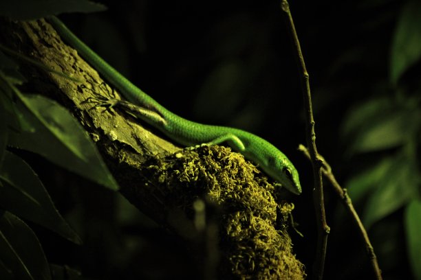 青树石龙子图片下载