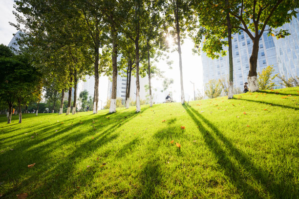 阳光下的树图片下载