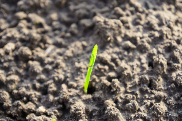 发芽大麦或小麦的幼芽有机食品是在田间生产的图片下载