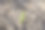 发芽大麦或小麦的幼芽有机食品是在田间生产的图片下载