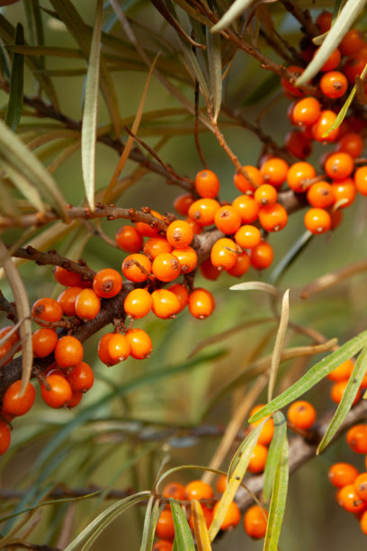 花园里成熟的橙色沙棘浆果的树枝。天然草药，维生素和能量的来源图片下载