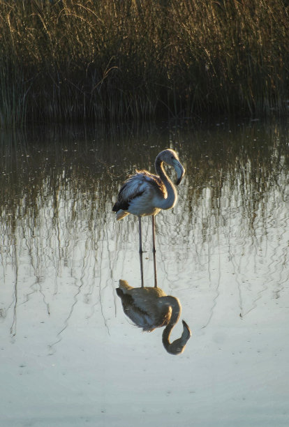 白色的火烈鸟反射图片下载