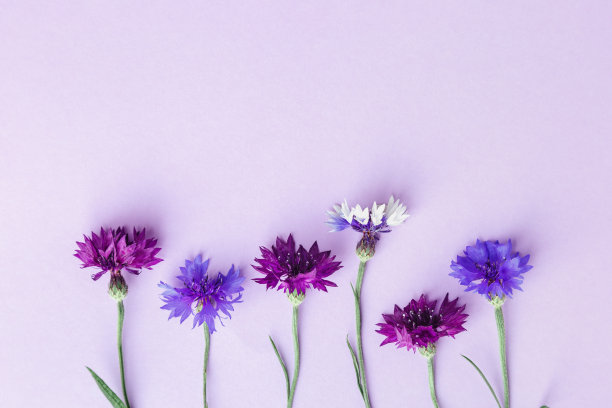 最小的平地盛开的夏季田野紫色花在紫丁香的背景。蓝色矢车菊的花。夏季花平铺背景矢车菊美学顶视图静物图片下载