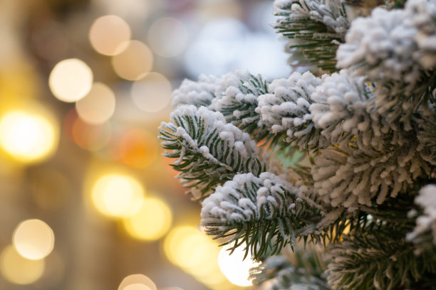近距离观看积雪覆盖的树枝圣诞树背景上的黄色灯光模糊图片下载