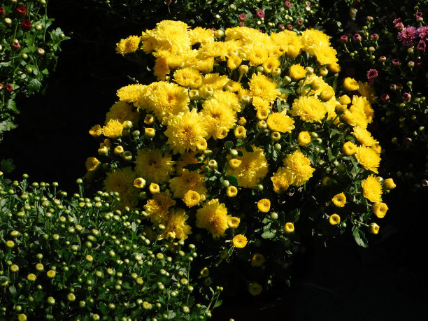 黄色妈妈图片下载