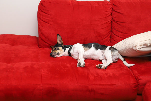 可爱的杰克罗素梗吉娃娃十字狗睡觉图片下载