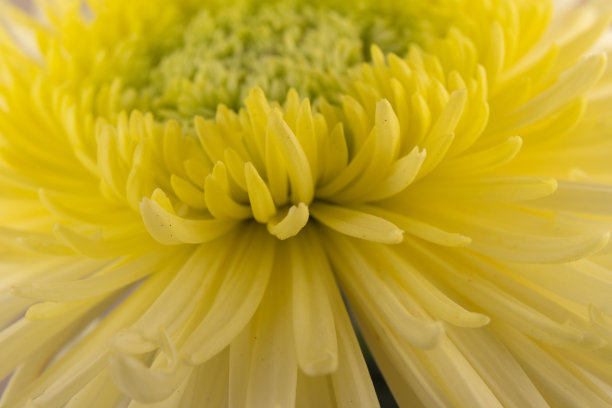 黄菊花头花特写。创造性的秋天的概念。花卉图案,对象。图片下载