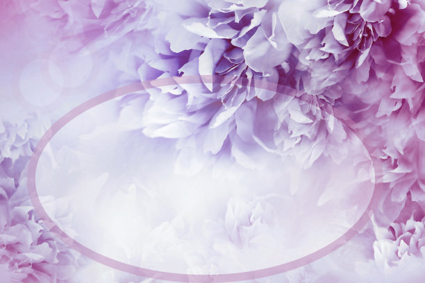 婚礼，周年纪念，生日的贺卡。花紫色背景。花，牡丹和花瓣。大自然。图片下载