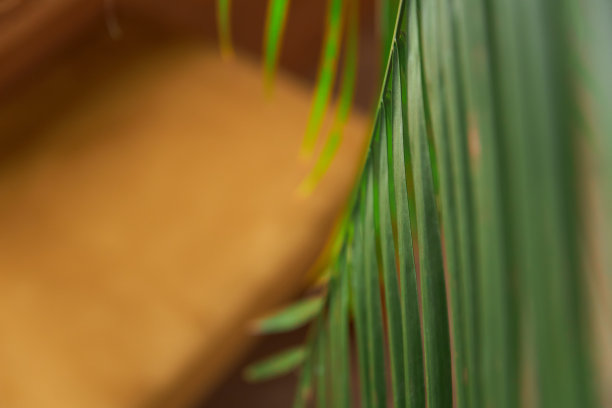 沙发背景上的绿色棕榈叶图片下载