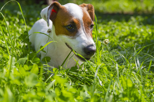 阳光明媚的日子，在清新的春草里，快乐活泼的小狗。杰克罗素梗和春天。图片下载
