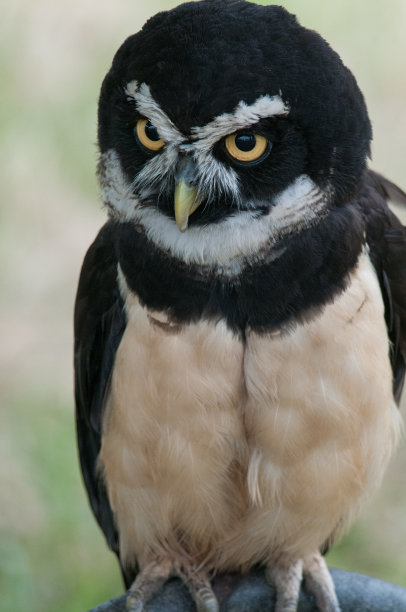戴眼镜的猫头鹰看向一边图片下载