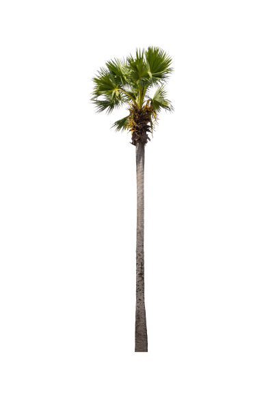 白背景上孤立的糖棕榈树图片下载